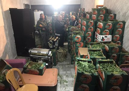 ضبط 3 أطنان من المارجوانا بقيمة 15 مليون شيكل