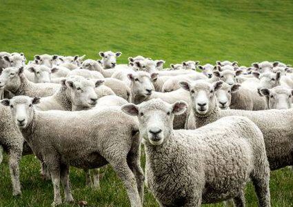 رومانيا..آلاف الأغنام تواجه خطر الموت بعد إنقلاب سفينة "كوين هند"