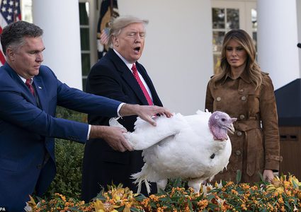 الديك الرومي "زبدة" يحصل على عفو رئاسي من "ترامب" !