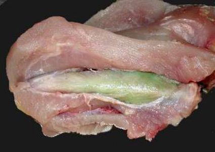 ما هو مرض عضلات الدجاج الخضراء المنتشر خلال الآونة الأخيرة؟