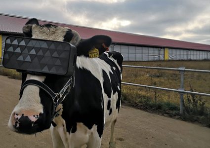 روسيا.. مزارعون يضعون نظارات الواقع الافتراضي على عيون أبقارهم!