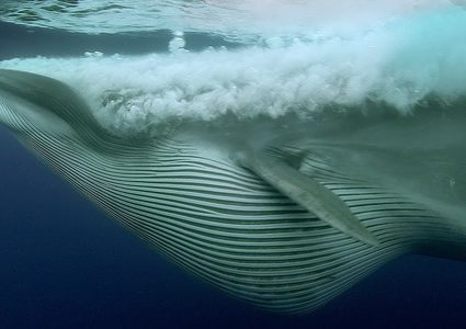 للمرة الأولى.. تسجيل نبضات قلب أكبر كائن على الأرض