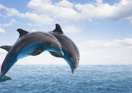 تعرفوا على وجه الشبه الكبير بين الإنسان والدلافين