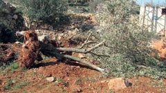 الاحتلال يقتلع 30 شجرة زيتون ويهدم 150 جداراً استنادياً