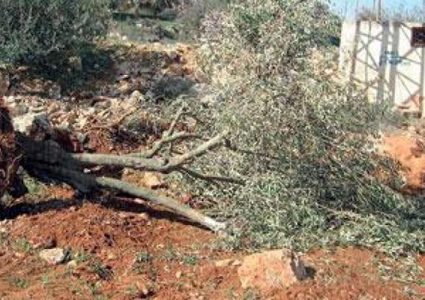 الاحتلال يقتلع 30 شجرة زيتون ويهدم 150 جداراً استنادياً