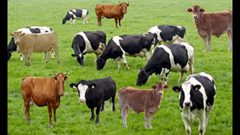 نظارات افتراضية للأبقار في روسيا لتدر حليباً أكثر