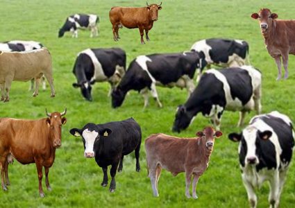 نظارات افتراضية للأبقار في روسيا لتدر حليباً أكثر