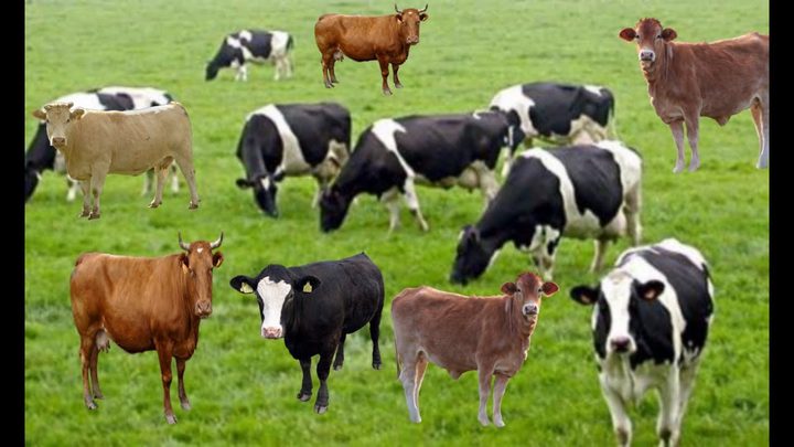 نظارات افتراضية للأبقار في روسيا لتدر حليباً أكثر