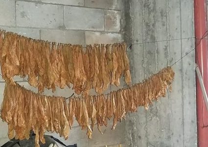 ضبط معملاً لتصنيع وتعبئة الدخان والمعسل في الخليل