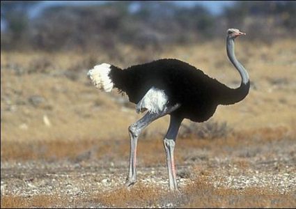 روسيا.. نعامة تفاجئ الجميع وتسبق السيارات على طريق عام