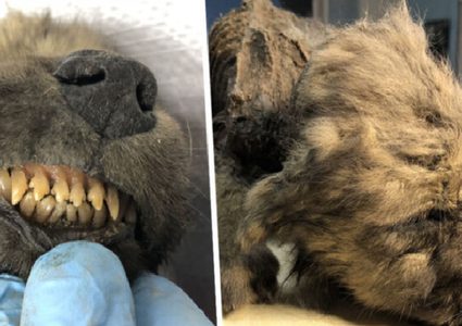 العلماء يكتشفون أقدم كلب في العالم