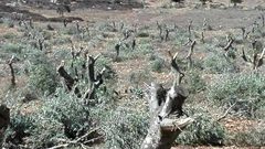 مستوطنون يقطعون 30 زيتونة في جنوب نابلس