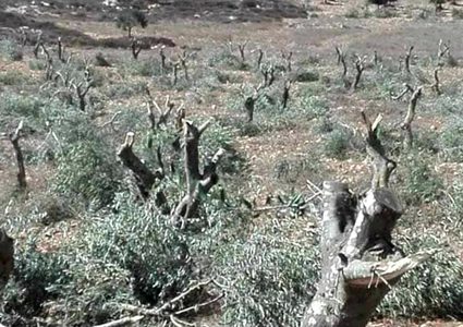 مستوطنون يقطعون 30 زيتونة في جنوب نابلس