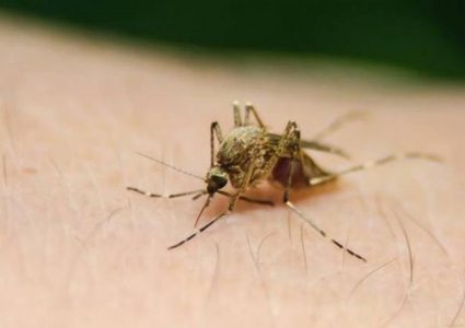 ظهور فيروس "غرب النيل" في تعز اليمنية