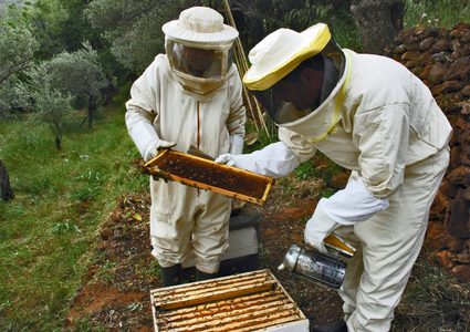 الزراعة تطلق المنتدى العاشر لتربية النحل