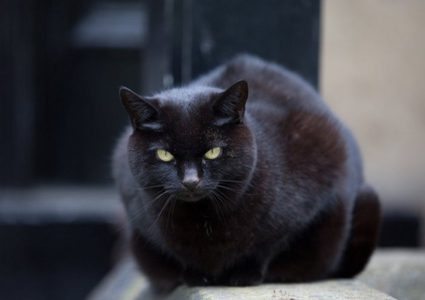 فتاة تنقذ قطة من الشارع لتكتشف أنه فهد