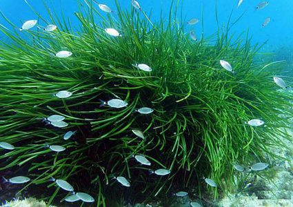 أهم ثروة بحرية عمرها 200 ألف عام