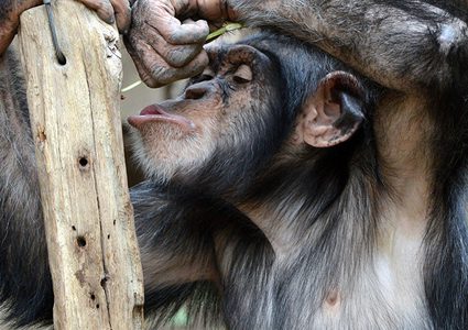 شمبانزي يبهر الجميع بفعل غريب