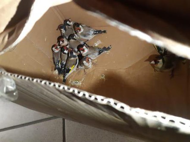 جمارك الاحتلال تضبط طيوراً مهربة على معبر الكرامة