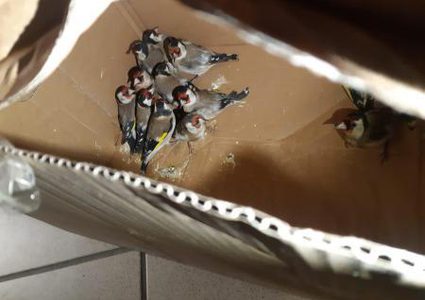 جمارك الاحتلال تضبط طيوراً مهربة على معبر الكرامة