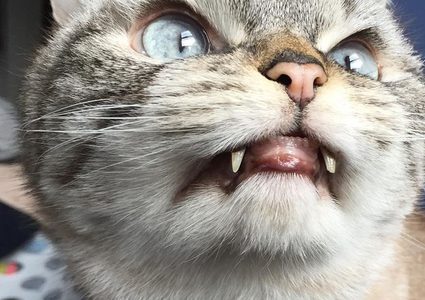 "القطة دراكولا" تثير الرعب على مواقع التواصل الإجتماعي