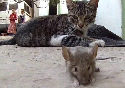 قط يعود للعمل في الخارجية البريطانية بوظيفة "صائد فئران"