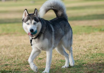 كلب يشغل النار في منزل خلال محاولة تسخينه للكعك !