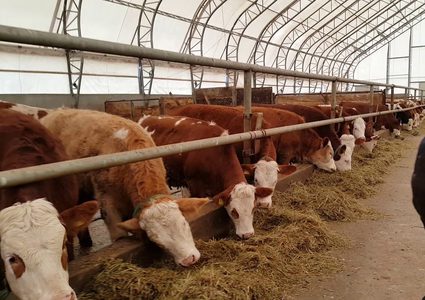 الاحتلال يُفرج عن عدد من العجول المحتجزة لديه