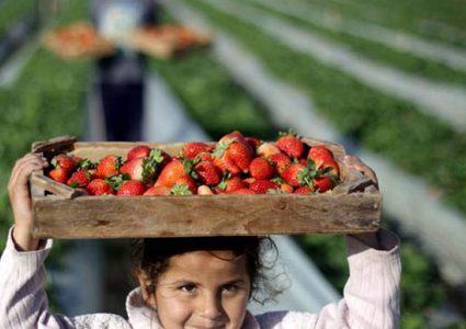 اتفاقية لدعم مشروع وفرة المياه وتكيف الزراعة في شمال قطاع غزة