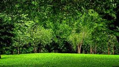 دراسة جديدة تؤكد أن المساحات الخضراء تساعد على إطالة العمر