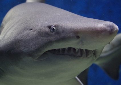 فيديو  قرش ضخم وفتاة يجتاح مواقع التواصل الاجتماعي