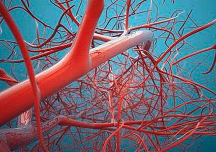 طرق الحفاظ على صحة الأوعية الدموية في الجسم