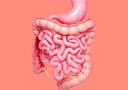 أبرز 7 المعلومات عن صحة الأمعاء