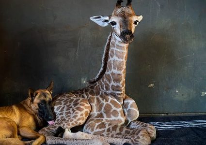 نهاية مأساوية لقصة صداقة الكلب الوفي والزرافة "جاز"