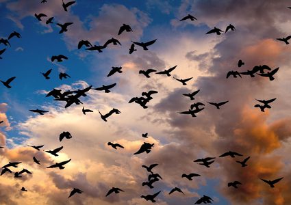 دراسة أمريكية: التغير المناخي أدى إلى تغير أجساد الطيور