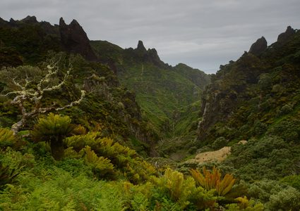 جزيرة بريطانية تواجه خطر داهم بسبب الفئران !