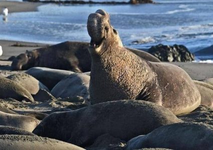 ناسا تستعين بفيل البحر من أجل فهم ظاهرة مرتبطة بالتغير المناخي!