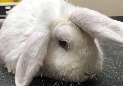 "الأرنب وحيد القرن"ينجح بجذب أنظار العالم إليه