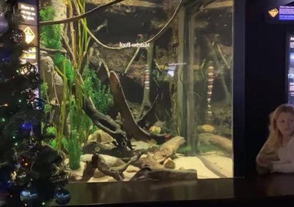 شاهد "كهرباء السمك" تضيء شجرة عيد الميلاد