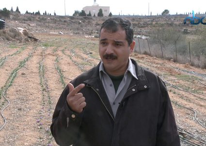 لأول مرة...نجاح تجربة زراعة الزعفران في فلسطين