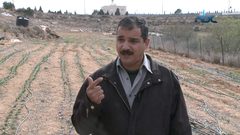 لأول مرة...نجاح تجربة زراعة الزعفران في فلسطين