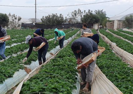 بدء موسم الفراولة في غزة