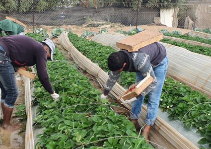 بدء موسم الفراولة في غزة