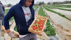 بدء موسم الفراولة في غزة
