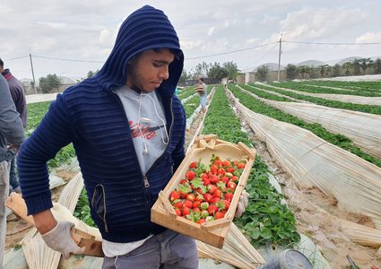 بدء موسم الفراولة في غزة