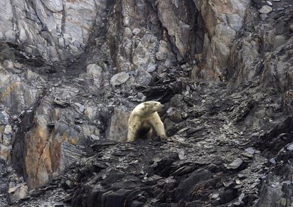 دببة قطبية تغزو شرق روسيا