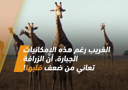 ما لا تعرفه عن قلب الزرافة الخرافي