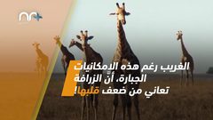 ما لا تعرفه عن قلب الزرافة الخرافي