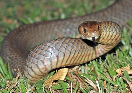 الهند.. أفعى تتسب في تأجيل مباراة كريكيت لفترة وجيزة