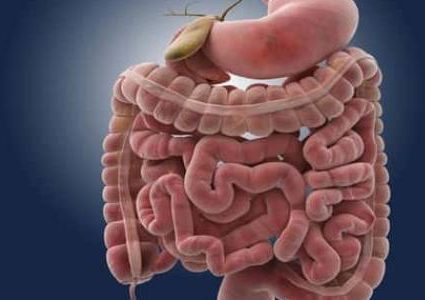 دراسة: أمعاء الإنسان تعمل بشكل مختلف لدى الإناث والذكور